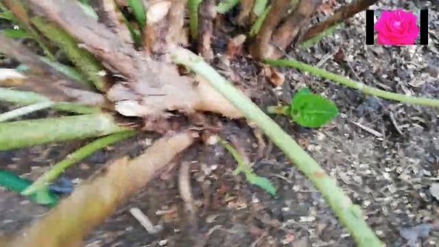 НАЧИНАЮЩИМ. ГОРТЕНЗИЯ КРУПНОЛИСТОВАЯ. СЕНТЯБРЬ смотреть онлайн