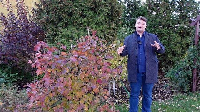 Подготовка смородины к зиме. ОСНОВНЫЕ ПРАВИЛА УХОДА.