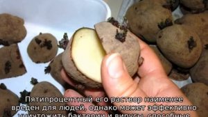 Как правильно разрезать картофель для посадки