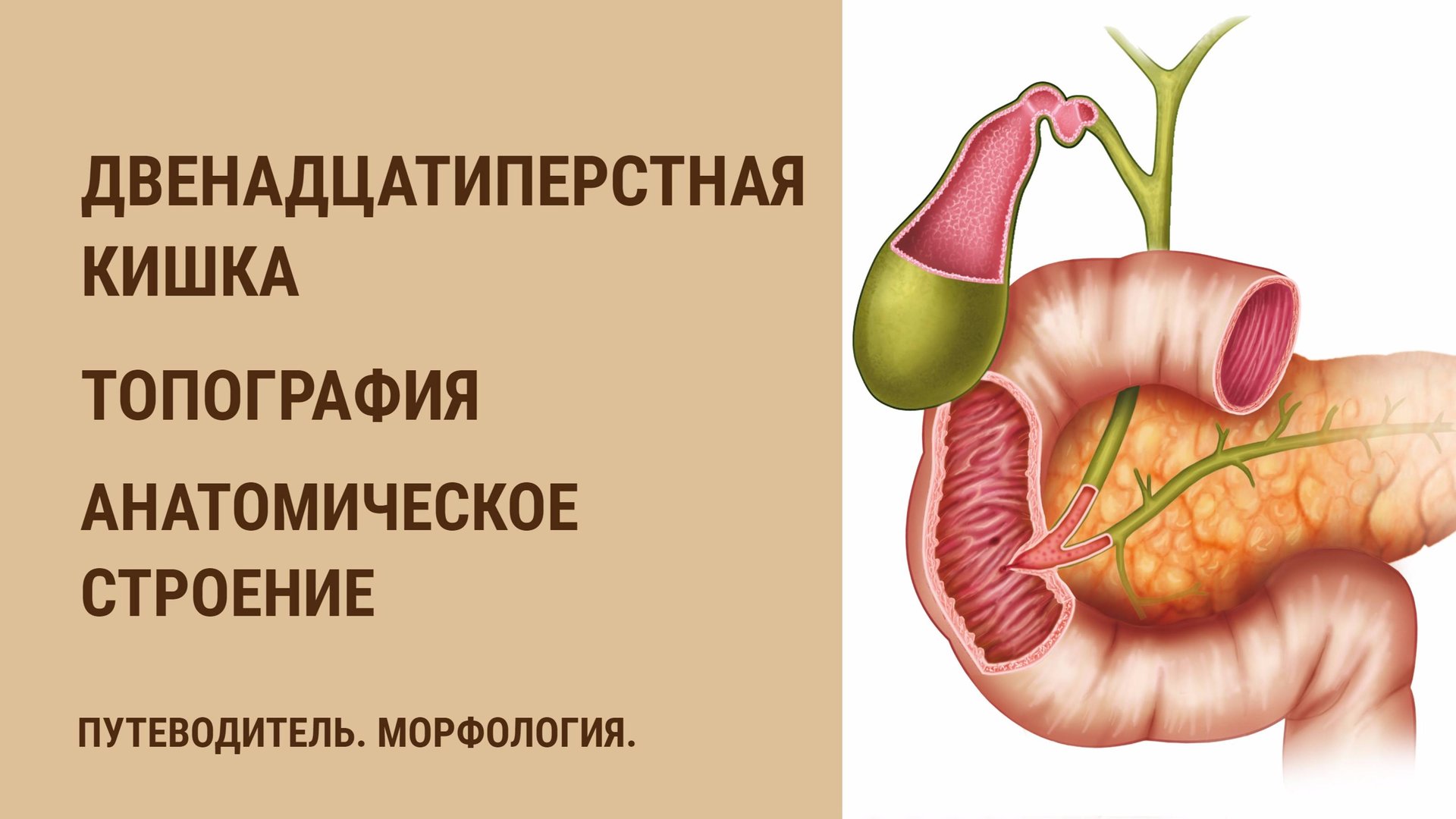 Двенадцатиперстная кишка. Топография. Анатомическое строение. смотреть онлайн