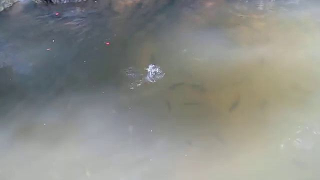 Голодные рыбы