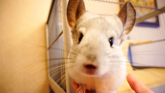 КАК ПРИРУЧИТЬ ШИНШИЛЛУ К РУКАМ?? смотреть онлайн