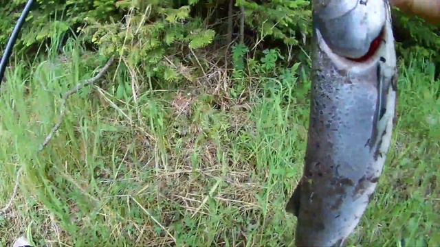 Поймал тайменя а изо рта рыба! смотреть онлайн