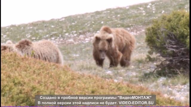 дикая природа Тянь Шаня смотреть онлайн