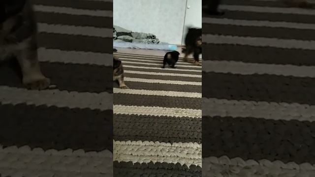 первые шаги #гриффон #щенок #брабансон смотреть онлайн