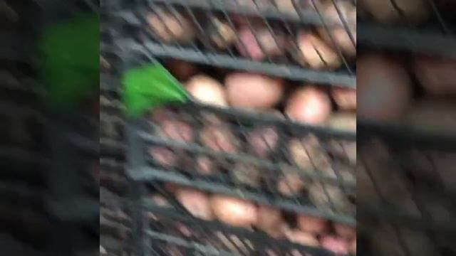 Сорт Мемфис