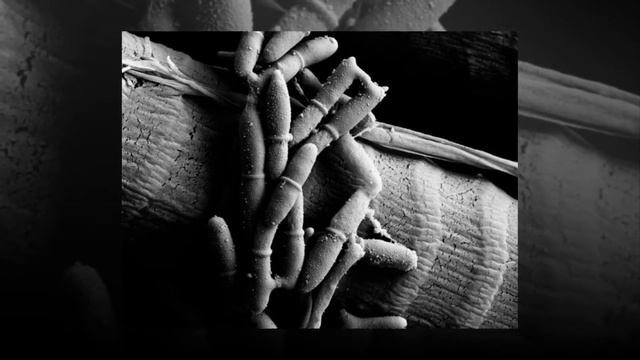 КАК ГРИБЫ-ПАРАЗИТЫ ПРЕВРАЩАЮТ МУРАВЬЕВ В ЗОМБИ смотреть онлайн