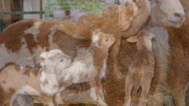 Разведение катумских овец как бизнес идея | Овцеводство | Катумские овцы смотреть онлайн