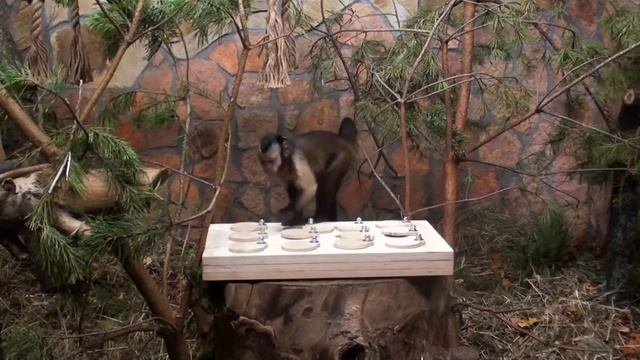 Бурый капуцин смотреть онлайн