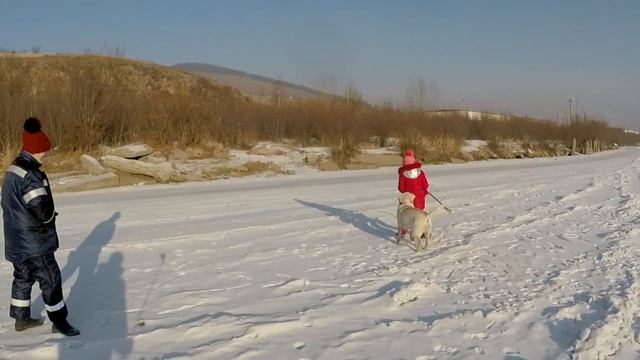 Прогулка по реке с лабрадором ЛЕО смотреть онлайн