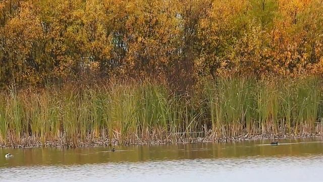 № 1738 02. 10. 2021 Утки полетели смотреть онлайн