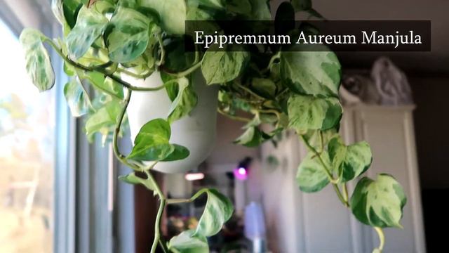 VÄXTUPPDATERING APRIL 2021 смотреть онлайн