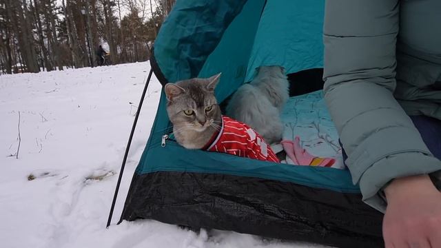 УТРО В ЛЕСУ С КОТАМИ И СОБАКОЙ В ПАЛАТКЕ | 24 часа в лесу челлендж смотреть онлайн