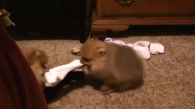 Pomeranian puppies play tug of war. Single sock solutions смотреть онлайн