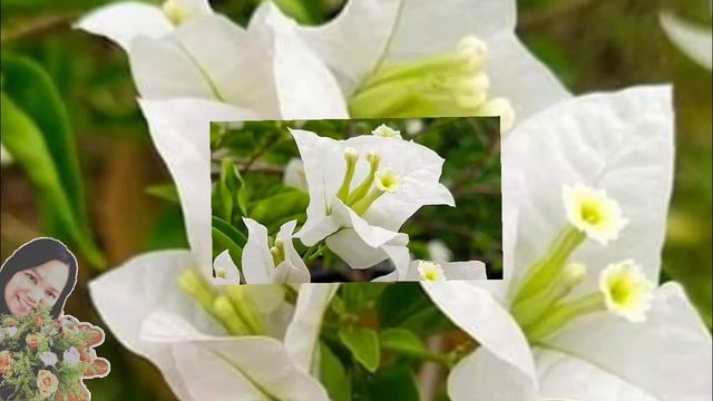 BOUGAINVILLEA PLANT 10 BEAUTIFUL VARIETIES