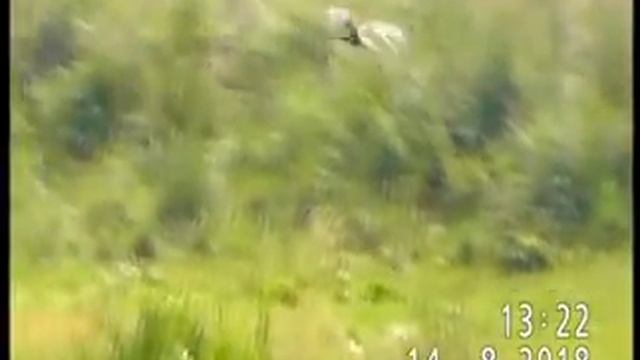 ЛУНИ(болотный, степной) НА ОХОТЕ СТРЕМИТЕЛЬНЫ И НЕУТОМИМЫ//лат. Circus смотреть онлайн