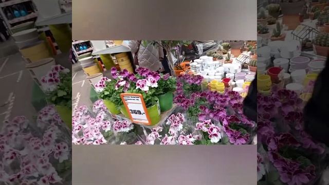 ОБИ. Обзор отдела растений Мега Белая Дача. Часть 1. смотреть онлайн
