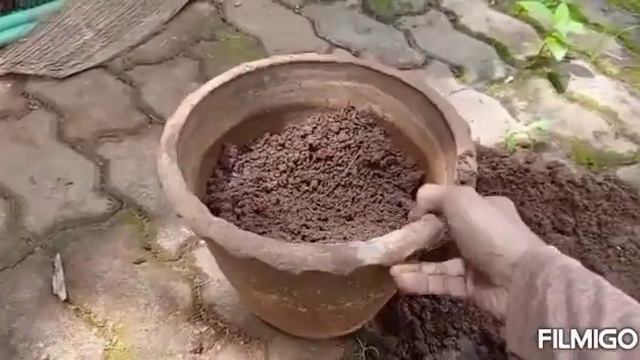 Anthurium plant care and growing tips смотреть онлайн