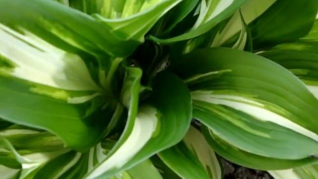 Хоста - теневыносливое растение.avi смотреть онлайн