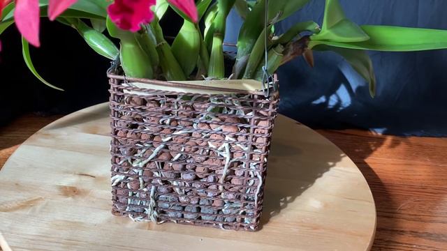 The Valentine Orchid: Cattlianthe Jewel Box ‘Dark Waters’ смотреть онлайн