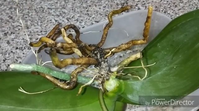 Реанимация цветущей орхидеи. Phal. Lisboa. смотреть онлайн