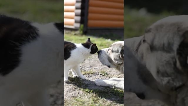 ВОСПИТАНИЕ АЛАБАЯ КОТОМ БОРОДОЙ! КНУТ И ПРЯНИК! #shorts смотреть онлайн