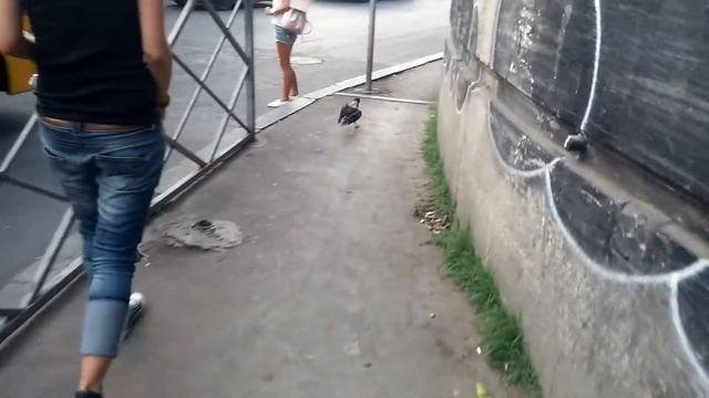 Спасение раненой вороны смотреть онлайн