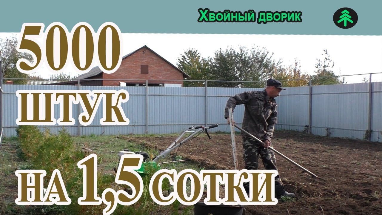 Грунт для рассаживания хвойных растений.Сколько соток земли нужно для доращивания 4-х,5-ти летки. смотреть онлайн