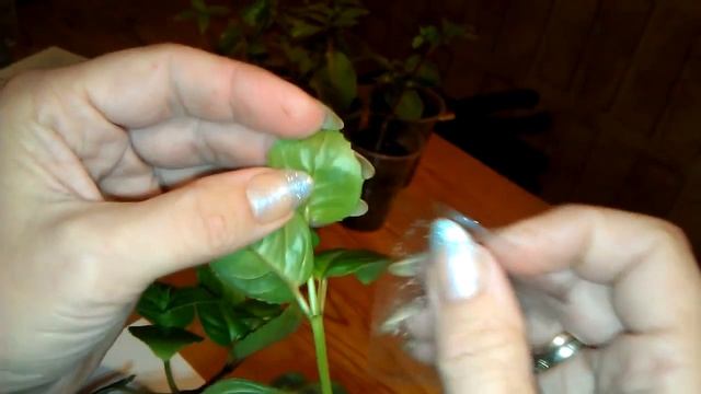 Как бороться с белокрылкой в теплице смотреть онлайн