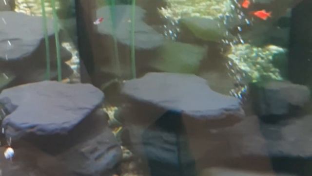 Рыбки в аквариуме #рыбки? ? ? ?#рыбкиваквариуме?  #aquariumfish