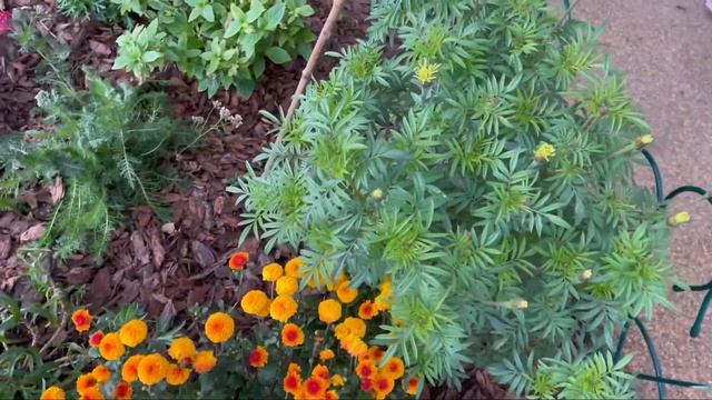 Мои шикарные Гортензии, осенний сад! Выставка цветов в Крокус ЭКСПО! смотреть онлайн