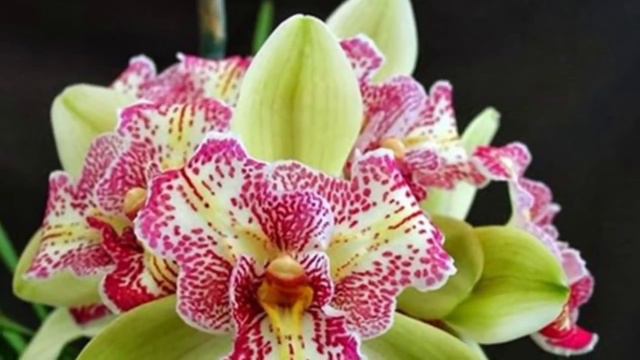 покупки 🛍 посадки 🛬 цветение 🌷в марте 2019 смотреть онлайн