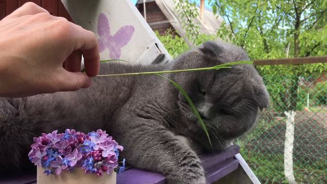 Кота угощают травой осокой смотреть онлайн