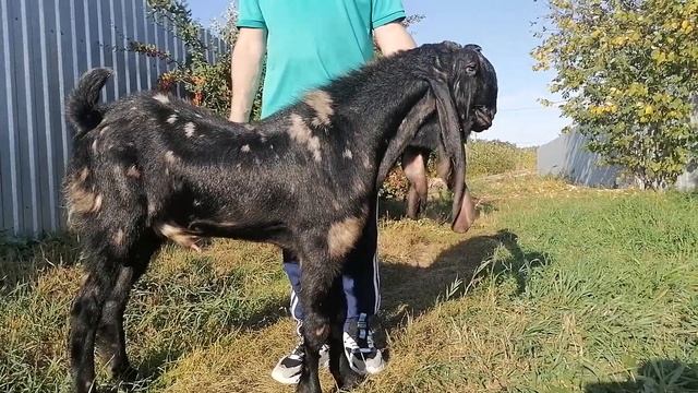 Молодой козел камори д. р. 7.01.21г Продается смотреть онлайн