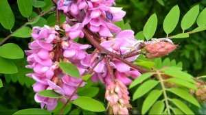 Красивоцветущие деревья. Цветение все лето до ноября! Неприхотливая быстрорастущая акация розовая