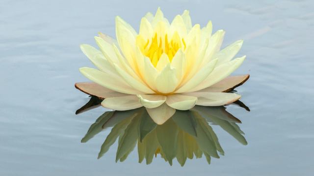 Positive Affirmations of Self-love | 5 Minute Mindfulness | Mindful Moments смотреть онлайн