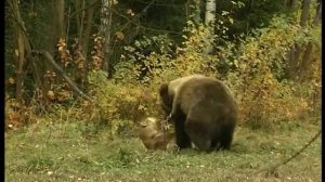 Натаскивание собак на медведя