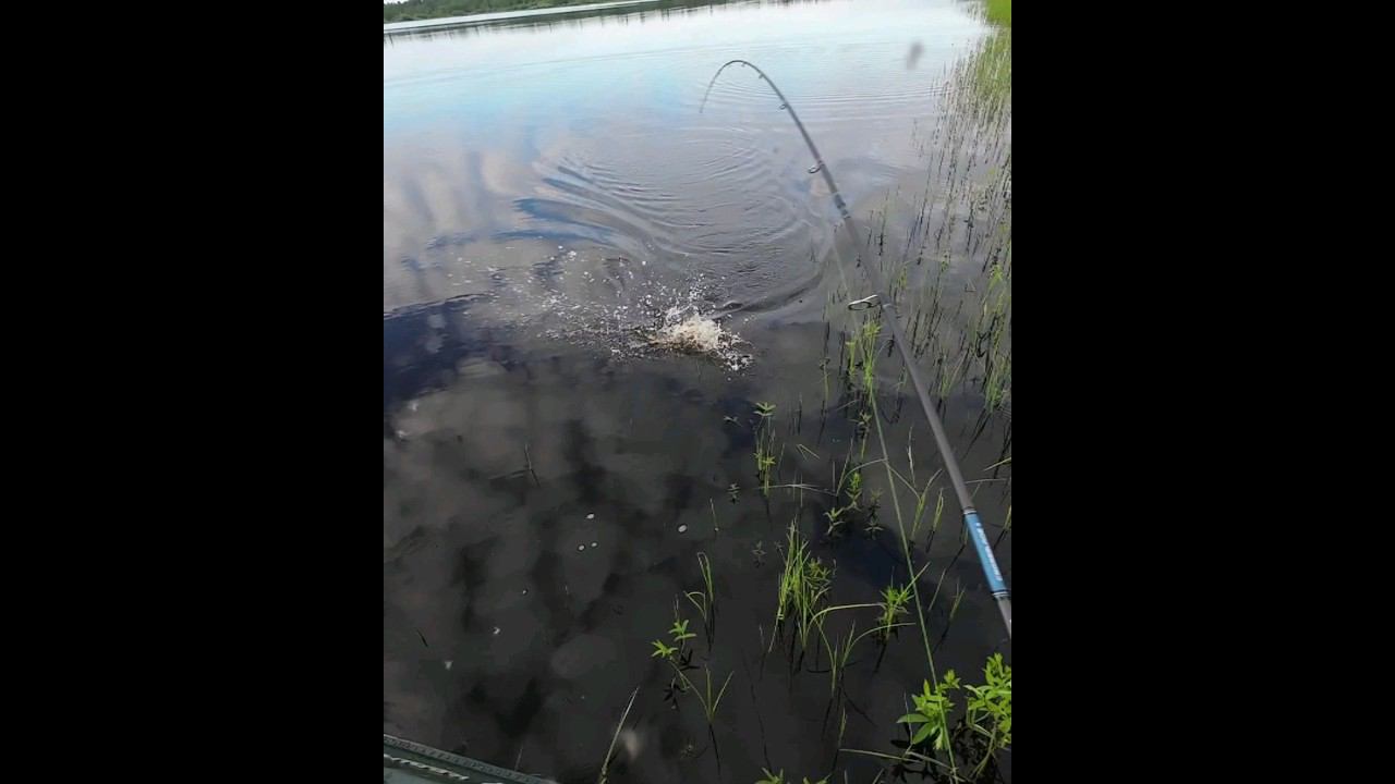 Щука атакует приманку как торпеда #рыбалка #щука #щука #спининг #fishing #pike #pikefishing смотреть онлайн