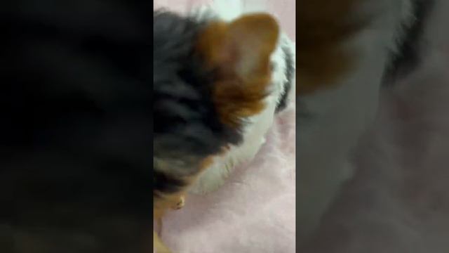 Девочка бивер, др 6.11.2021 Венди AppleDog Продажа