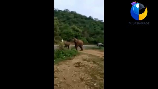 Don't Irritate!!! Elephant Attack смотреть онлайн