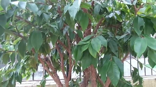 10 benefícios da jabuticaba para sua saúde ! смотреть онлайн