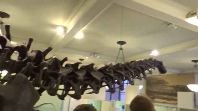 Museum of Natural History, New York смотреть онлайн