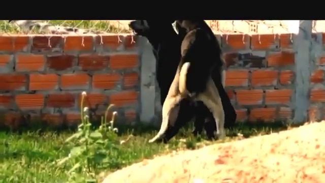 Fierce dogs mating смотреть онлайн