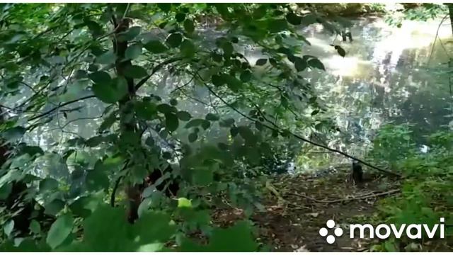 Ротвейлер Тася )))) Тимирязевский парк , утки и жук ( Тася маскопская и ваще не замкадыш ) смотреть онлайн