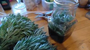 ВЕЛИКАЯ СИЛА ГОРЬКОЙ ПОЛЫНИ!