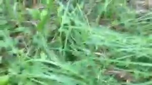 Сбор королевского груздя 2021 год, очень много, большие поляны!