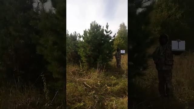 Деревья (крупномеры) кедра сибирского- 4,5 м. смотреть онлайн