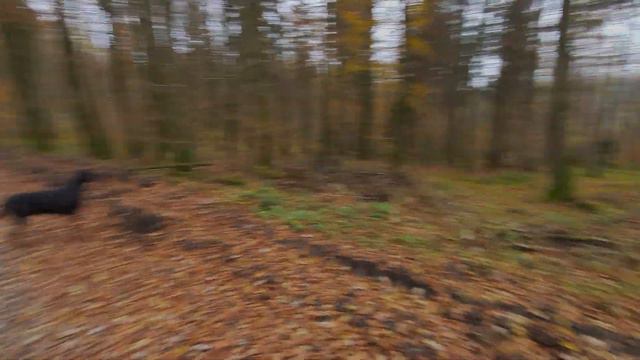 Dobermann wittert Wild смотреть онлайн