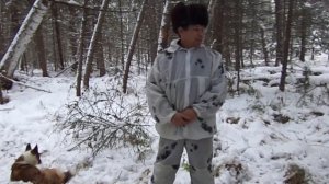 Охота с лайками.Натаска по СОБОЛЮ и КУНИЦЫ.