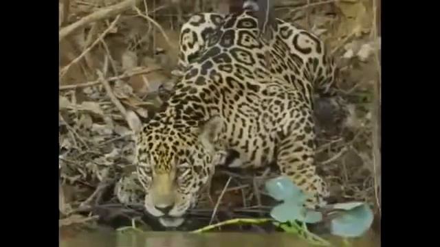 Сходство между кошками (приколы животные, смех, позитив, юмор) смотреть онлайн